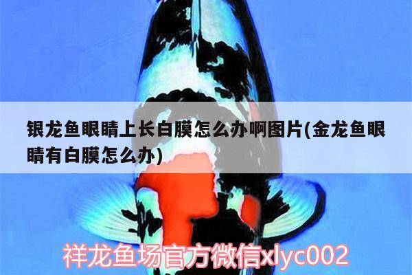 银龙鱼眼睛上长白膜怎么办啊图片(金龙鱼眼睛有白膜怎么办)