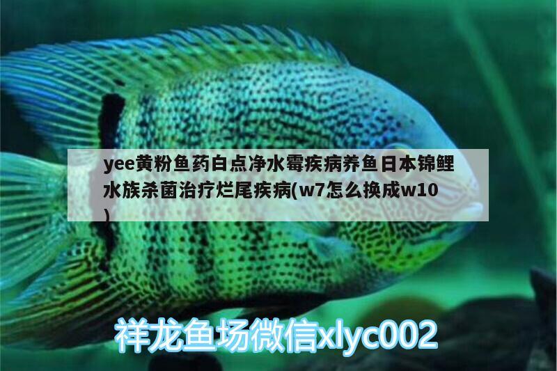 yee黄粉鱼药白点净水霉疾病养鱼日本锦鲤水族杀菌治疗烂尾疾病(w7怎么换成w10)