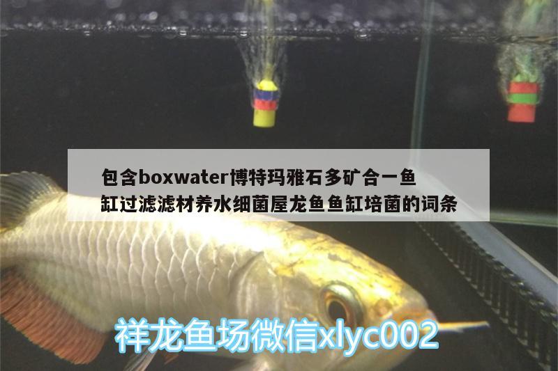 包含boxwater博特玛雅石多矿合一鱼缸过滤滤材养水细菌屋龙鱼鱼缸培菌的词条