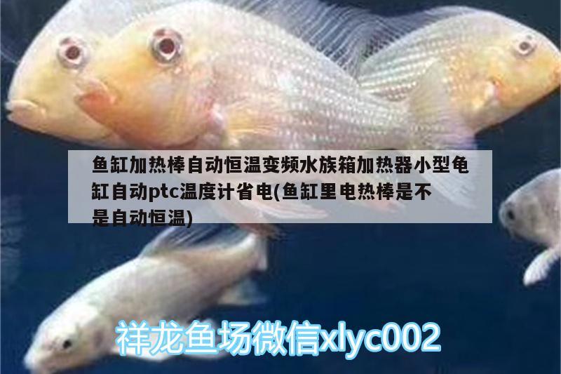 鱼缸加热棒自动恒温变频水族箱加热器小型龟缸自动ptc温度计省电(鱼缸里电热棒是不是自动恒温) 乌龟