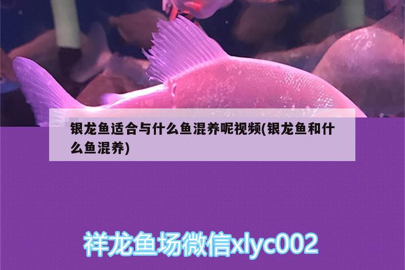 银龙鱼适合与什么鱼混养呢视频(银龙鱼和什么鱼混养) 银龙鱼