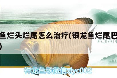 银龙鱼烂头烂尾怎么治疗(银龙鱼烂尾巴怎么治疗) 银龙鱼