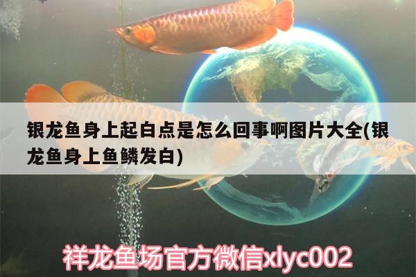 银龙鱼身上起白点是怎么回事啊图片大全(银龙鱼身上鱼鳞发白)