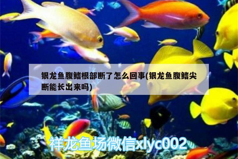 银龙鱼腹鳍根部断了怎么回事(银龙鱼腹鳍尖断能长出来吗) 银龙鱼