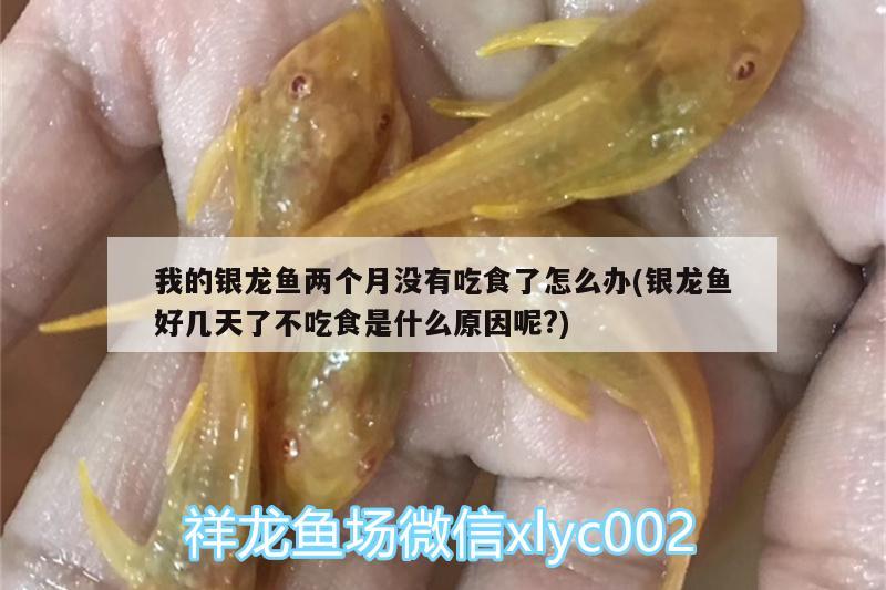 我的银龙鱼两个月没有吃食了怎么办(银龙鱼好几天了不吃食是什么原因呢?)