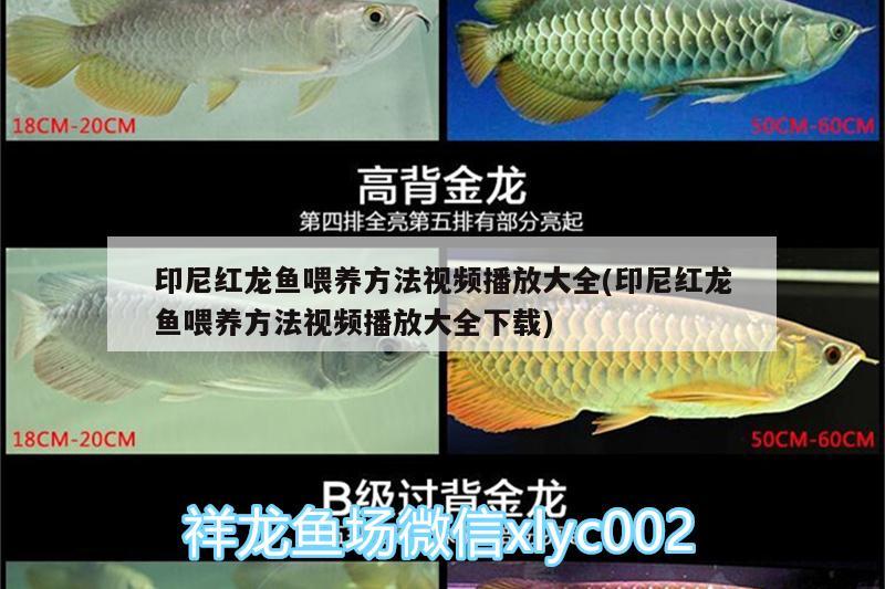 印尼红龙鱼喂养方法视频播放大全(印尼红龙鱼喂养方法视频播放大全下载) 印尼红龙鱼