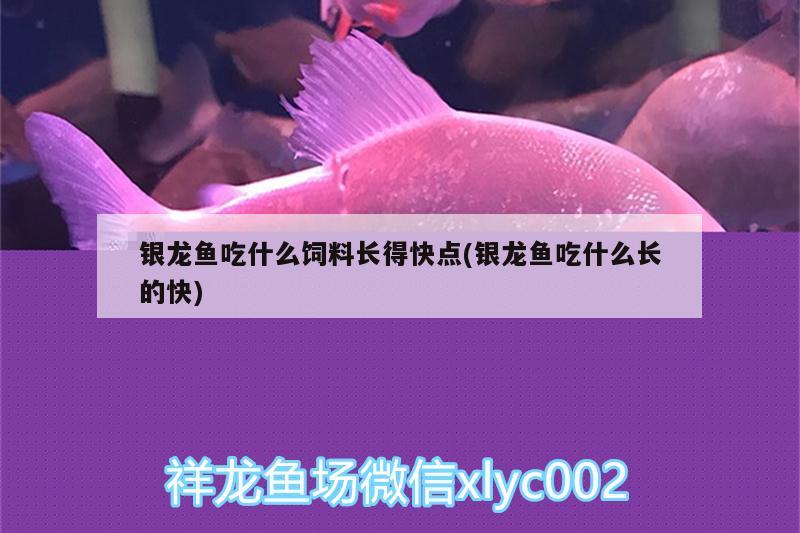 银龙鱼吃什么饲料长得快点(银龙鱼吃什么长的快)