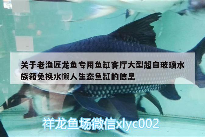 关于老渔匠龙鱼专用鱼缸客厅大型超白玻璃水族箱免换水懒人生态鱼缸的信息 鱼缸/水族箱