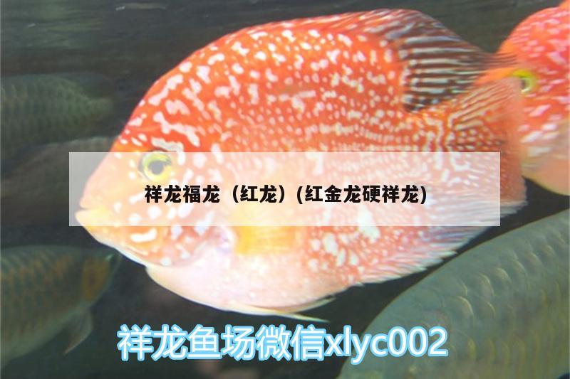 祥龙福龙（红龙）(红金龙硬祥龙) 广州水族器材滤材批发市场