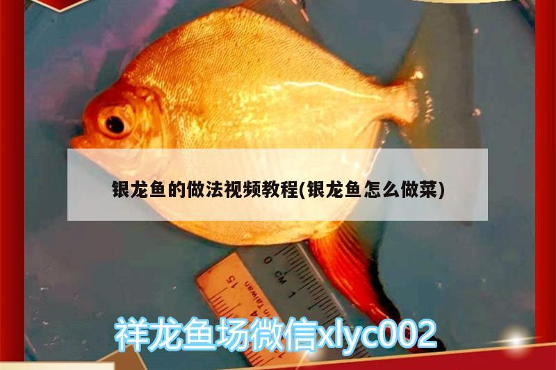 银龙鱼的做法视频教程(银龙鱼怎么做菜)