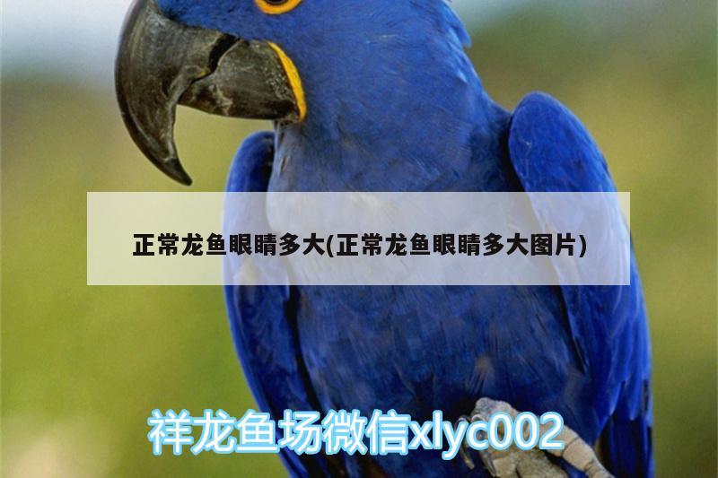 正常龙鱼眼睛多大(正常龙鱼眼睛多大图片) 广州水族批发市场