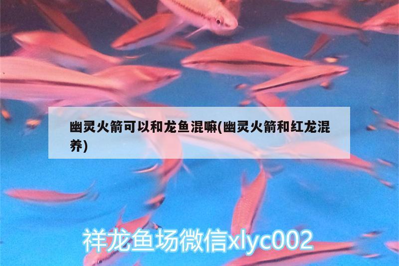 幽灵火箭可以和龙鱼混嘛(幽灵火箭和红龙混养) 其它水族用具设备