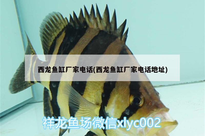 西龙鱼缸厂家电话(西龙鱼缸厂家电话地址) 广州水族器材滤材批发市场