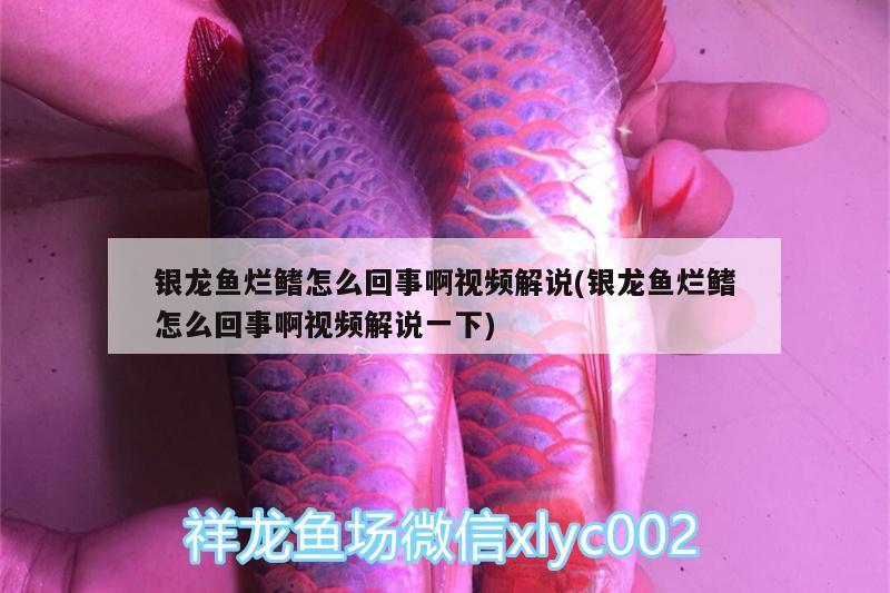 银龙鱼烂鳍怎么回事啊视频解说(银龙鱼烂鳍怎么回事啊视频解说一下)