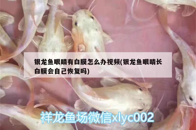 银龙鱼眼睛有白膜怎么办视频(银龙鱼眼睛长白膜会自己恢复吗) 银龙鱼