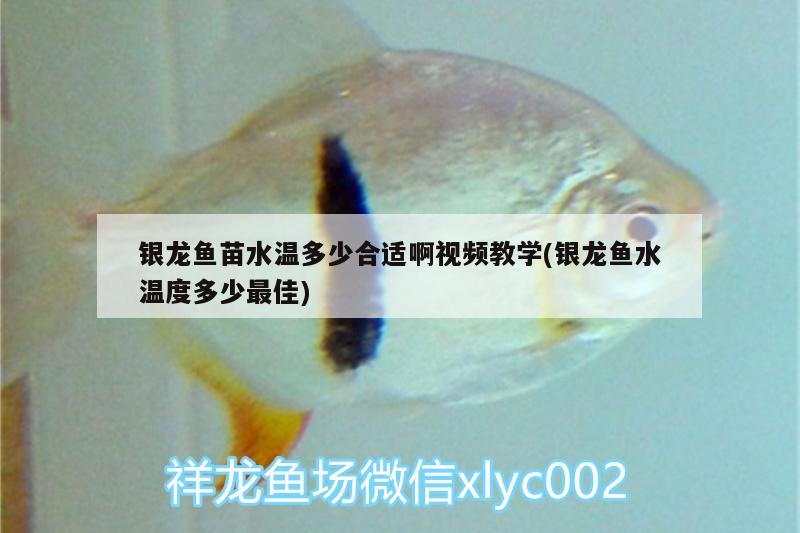 银龙鱼苗水温多少合适啊视频教学(银龙鱼水温度多少最佳) 银龙鱼