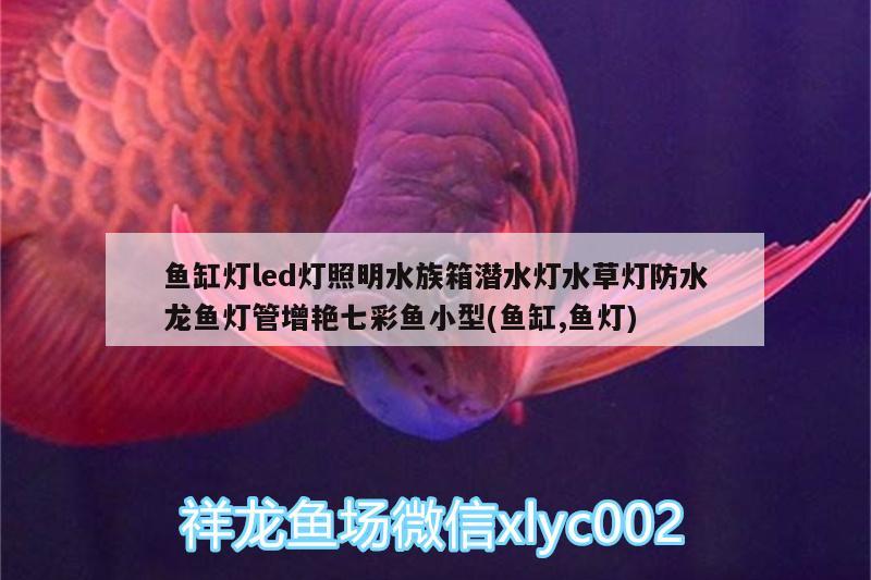 鱼缸灯led灯照明水族箱潜水灯水草灯防水龙鱼灯管增艳七彩鱼小型(鱼缸,鱼灯)