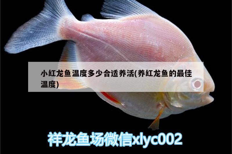 小红龙鱼温度多少合适养活(养红龙鱼的最佳温度) 赤荔凤冠鱼