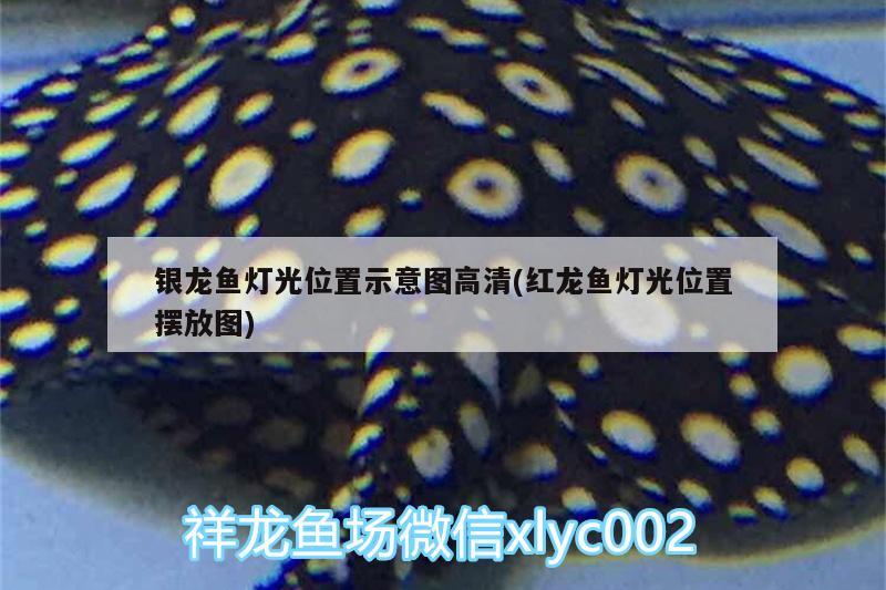 银龙鱼灯光位置示意图高清(红龙鱼灯光位置摆放图) 银龙鱼