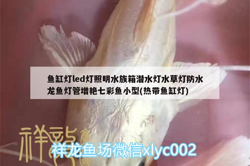 鱼缸灯led灯照明水族箱潜水灯水草灯防水龙鱼灯管增艳七彩鱼小型(热带鱼缸灯)