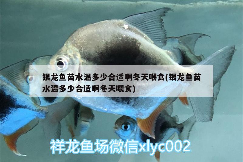 银龙鱼苗水温多少合适啊冬天喂食(银龙鱼苗水温多少合适啊冬天喂食) 银龙鱼 第1张