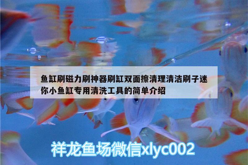 鱼缸刷磁力刷神器刷缸双面擦清理清洁刷子迷你小鱼缸专用清洗工具的简单介绍 广州水族器材滤材批发市场