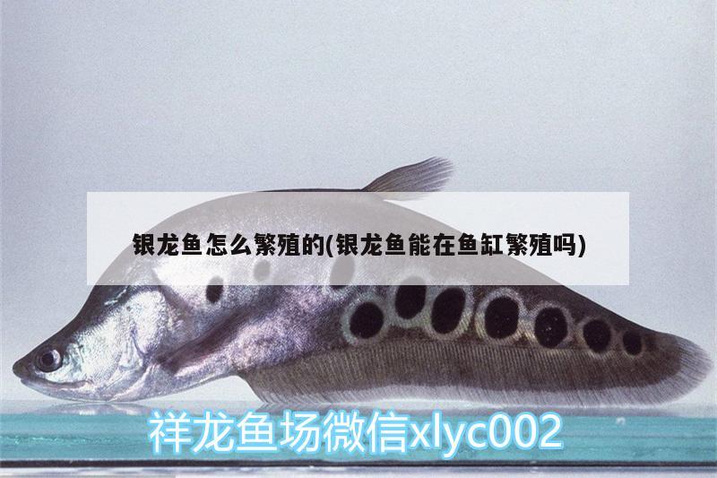 银龙鱼怎么繁殖的(银龙鱼能在鱼缸繁殖吗)
