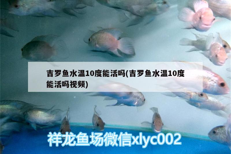 吉罗鱼水温10度能活吗(吉罗鱼水温10度能活吗视频)