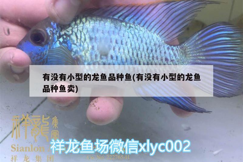 有没有小型的龙鱼品种鱼(有没有小型的龙鱼品种鱼卖) 鱼缸百科