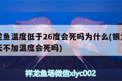 银龙鱼温度低于26度会死吗为什么(银龙鱼冬天不加温度会死吗)