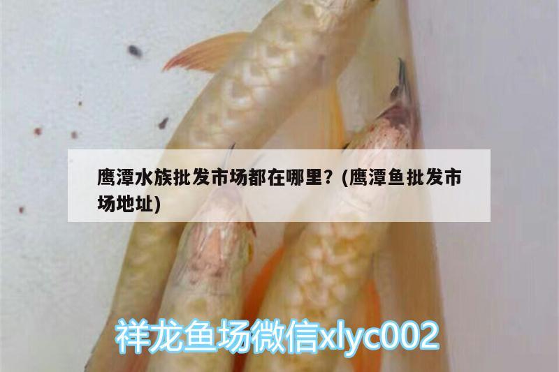 鹰潭水族批发市场都在哪里？(鹰潭鱼批发市场地址) 观赏鱼水族批发市场