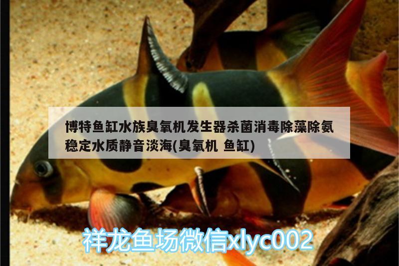 博特鱼缸水族臭氧机发生器杀菌消毒除藻除氨稳定水质静音淡海(臭氧机鱼缸) 博特水族