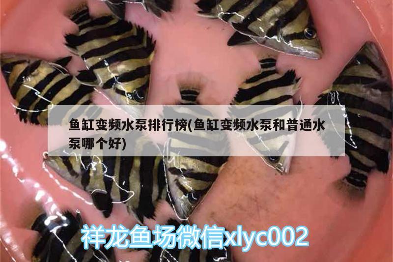 鱼缸变频水泵排行榜(鱼缸变频水泵和普通水泵哪个好) 罗汉鱼 第2张