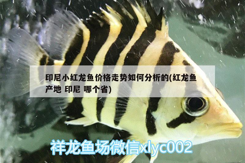 印尼小红龙鱼价格走势如何分析的(红龙鱼产地印尼哪个省)