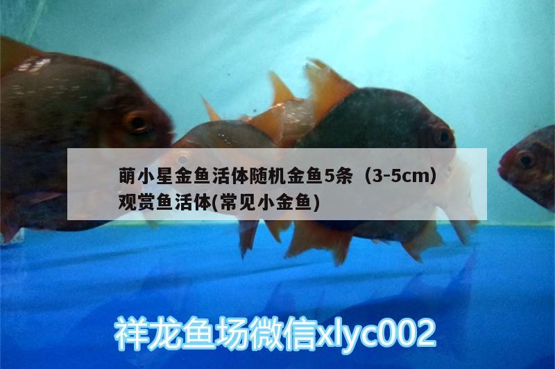 萌小星金鱼活体随机金鱼5条（3-5cm）观赏鱼活体(常见小金鱼) 广州水族器材滤材批发市场