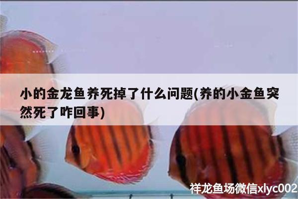 小的金龙鱼养死掉了什么问题(养的小金鱼突然死了咋回事) 白子球鲨鱼