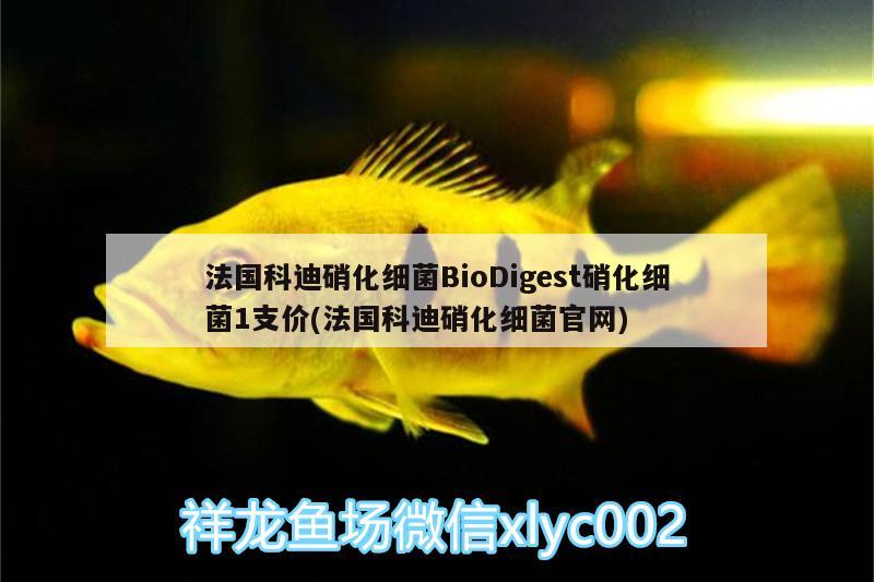 法国科迪硝化细菌BioDigest硝化细菌1支价(法国科迪硝化细菌官网)