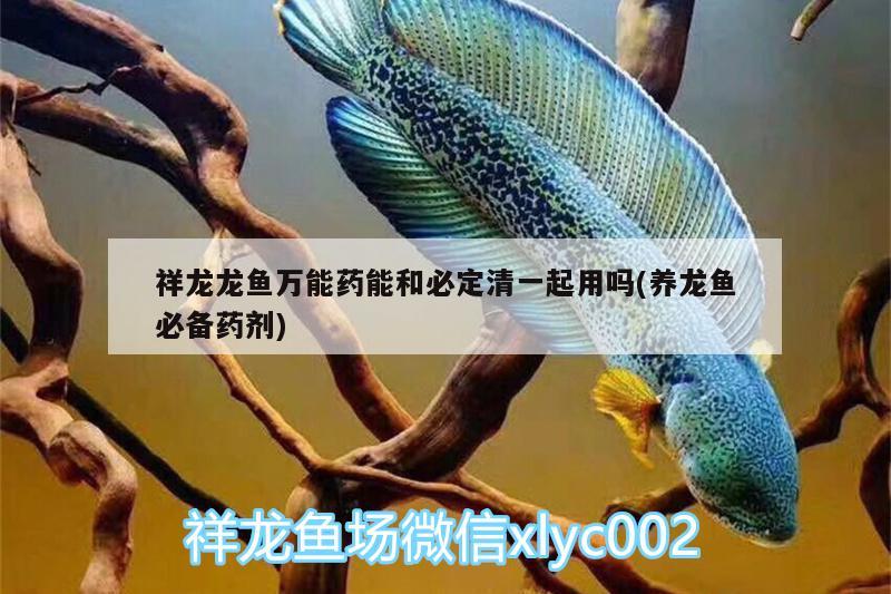 祥龙龙鱼万能药能和必定清一起用吗(养龙鱼必备药剂) 帝王三间鱼