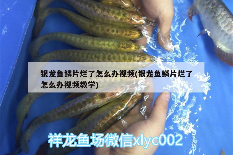 银龙鱼鳞片烂了怎么办视频(银龙鱼鳞片烂了怎么办视频教学) 银龙鱼