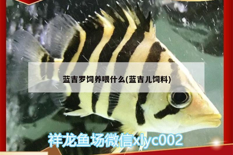 蓝吉罗饲养喂什么(蓝吉儿饲料) 其它水族用具设备