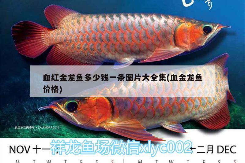 血红金龙鱼多少钱一条图片大全集(血金龙鱼价格) 飞凤鱼