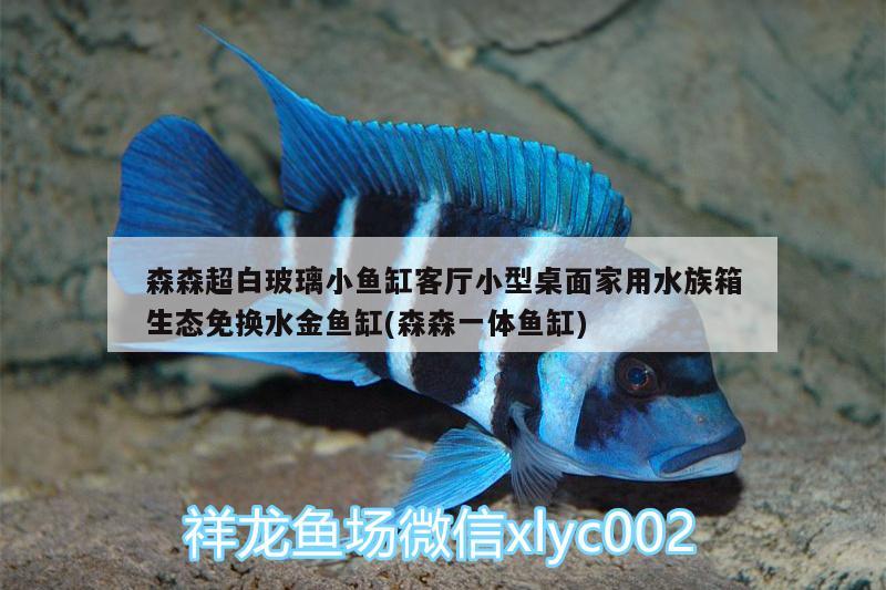 森森超白玻璃小鱼缸客厅小型桌面家用水族箱生态免换水金鱼缸(森森一体鱼缸) 鱼缸/水族箱