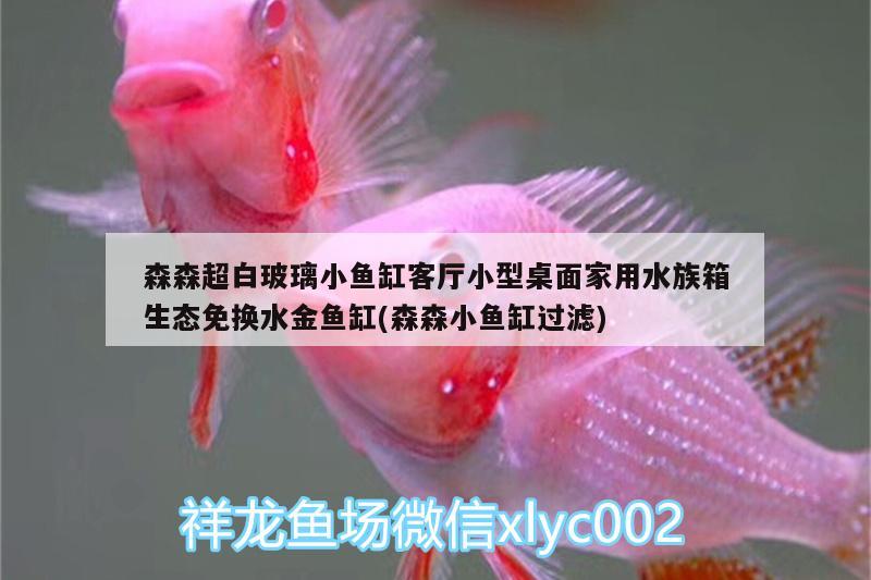 森森超白玻璃小鱼缸客厅小型桌面家用水族箱生态免换水金鱼缸(森森小鱼缸过滤) 鱼缸/水族箱