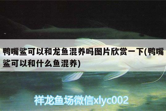 鸭嘴鲨可以和龙鱼混养吗图片欣赏一下(鸭嘴鲨可以和什么鱼混养) 七彩神仙鱼