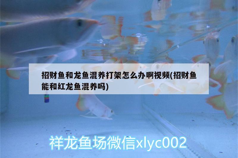 招财鱼和龙鱼混养打架怎么办啊视频(招财鱼能和红龙鱼混养吗) 丹顶锦鲤鱼