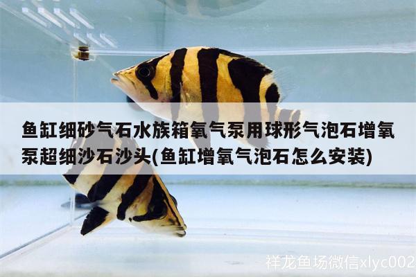 鱼缸细砂气石水族箱氧气泵用球形气泡石增氧泵超细沙石沙头(鱼缸增氧气泡石怎么安装)