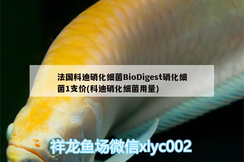 法国科迪硝化细菌BioDigest硝化细菌1支价(科迪硝化细菌用量)