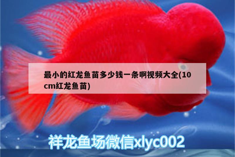 最小的红龙鱼苗多少钱一条啊视频大全(10cm红龙鱼苗) 超血红龙鱼