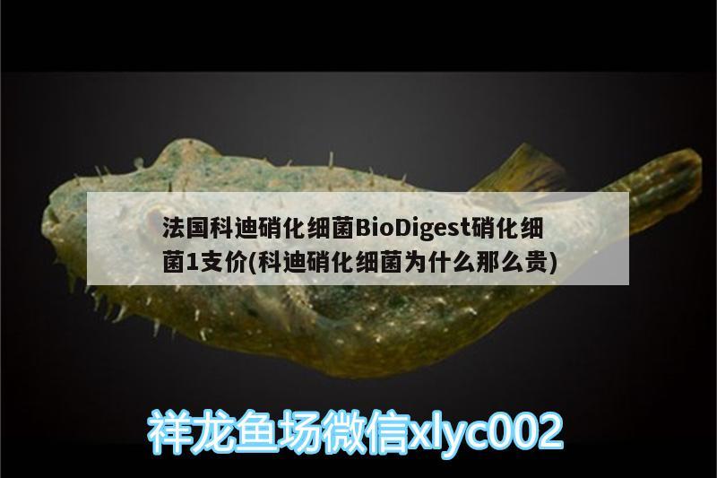 法国科迪硝化细菌BioDigest硝化细菌1支价(科迪硝化细菌为什么那么贵) 硝化细菌