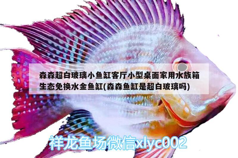 森森超白玻璃小鱼缸客厅小型桌面家用水族箱生态免换水金鱼缸(森森鱼缸是超白玻璃吗) 鱼缸/水族箱